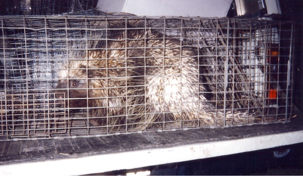 Porcupine Captured and relocated by Suburban Wildlife Control